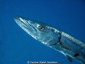 Great Barracuda, Congo Cay, U.S. Virgin Islands by Pauline Walsh Jacobson 